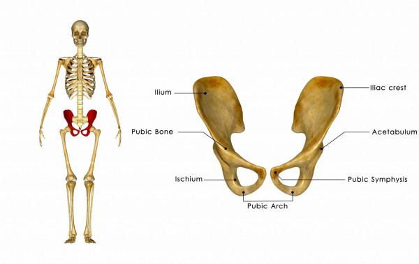 Pelvic hip girdle2